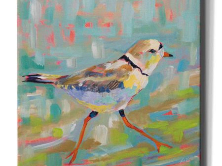 Coastal Plover I  by Jeanette Vertentes, Canvas Wall Art Supply