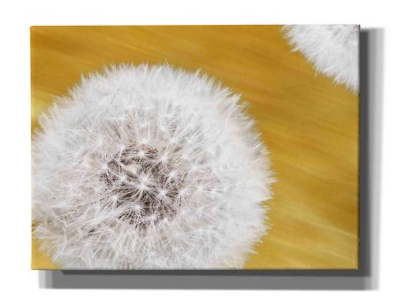 Blowballs On Gold Blur 2  by Hal Halli, Canvas Wall Art Online