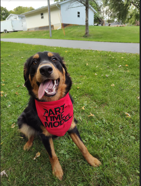 Part-Time Model Dog Bandana Supply